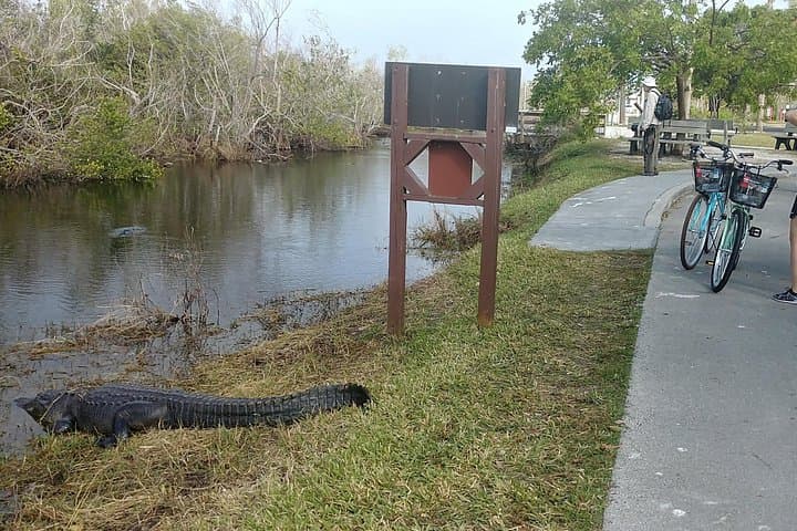 Everglades E‑Bike and Airboat Tour from Miami — Shark Valley Adventure photo 4