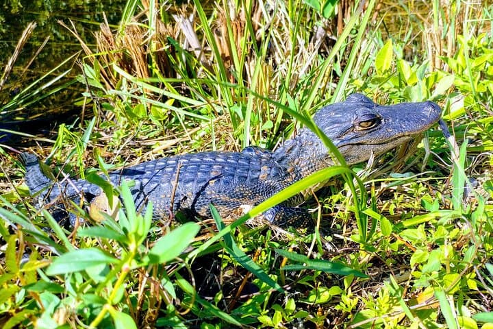 Everglades E‑Bike and Airboat Tour from Miami — Shark Valley Adventure photo 3