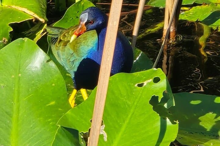 Everglades E‑Bike and Airboat Tour from Miami — Shark Valley Adventure photo 2