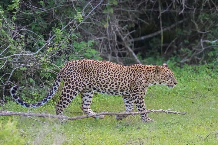 Private Yala National Park Safari for Groups — Leopard-Focused Jeep Tour photo 6