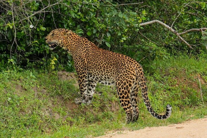 Private Yala National Park Safari for Groups — Leopard-Focused Jeep Tour
