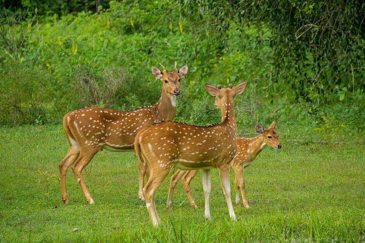 Private Yala National Park Safari for Groups — Leopard-Focused Jeep Tour photo 3