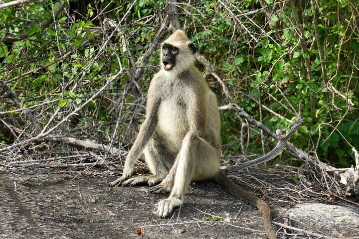 Private Yala National Park Safari for Groups — Leopard-Focused Jeep Tour photo 4