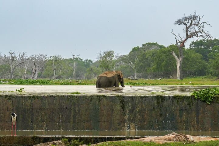 Private Yala National Park Safari for Groups — Leopard-Focused Jeep Tour photo 2