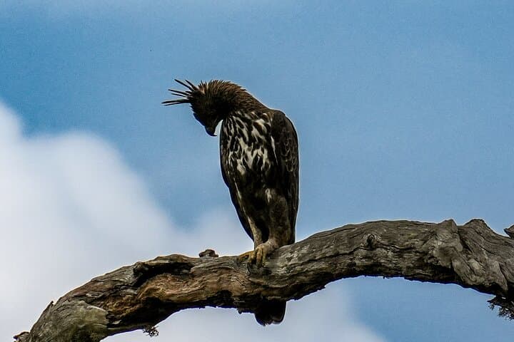 Private Yala National Park Safari for Groups — Leopard-Focused Jeep Tour photo 5