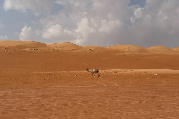 Wahiba Sands Desert Adventure: Dune Driving, Camel Rides & Overnight Bedouin Camp photo 3