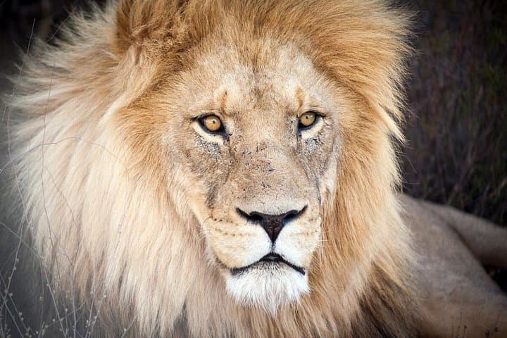 Aquila Big 5 Safari with Fairview Wine Tasting — Day Trip from Cape Town photo 1