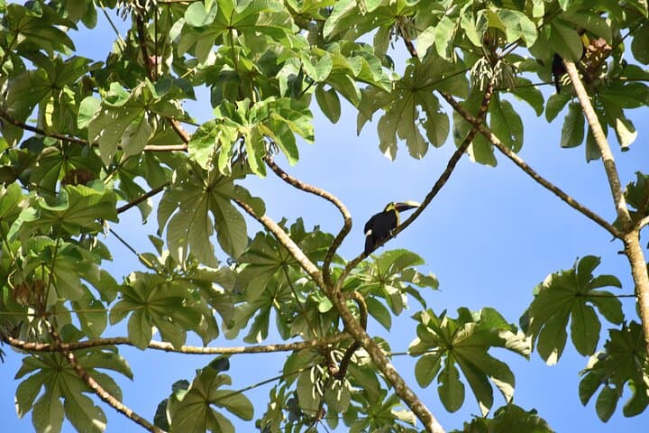 Peñas Blancas Wildlife Safari by Raft from La Fortuna photo 5