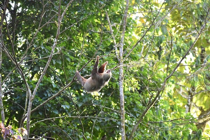Peñas Blancas Wildlife Safari by Raft from La Fortuna