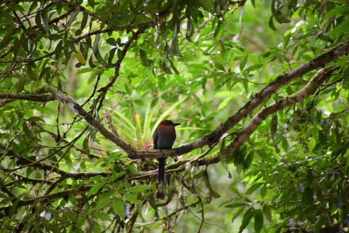 Peñas Blancas Wildlife Safari by Raft from La Fortuna photo 3