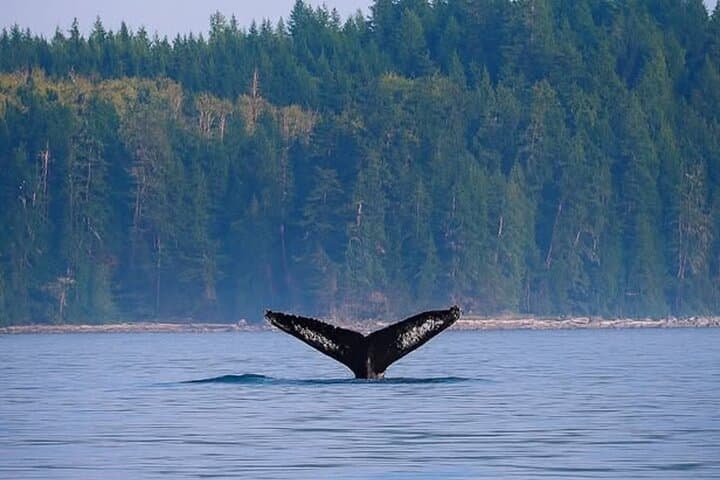 Campbell River Whale Watching: Private Tours to Orcas & Humpbacks