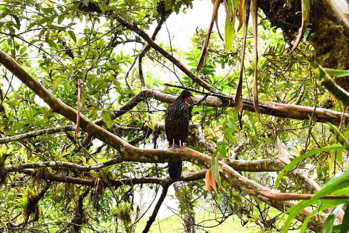 Arenal Volcano Hike: Peak Pursuit Guided Trail in La Fortuna photo 4