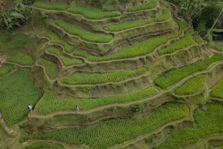 Penglipuran Village to Tirta Empul: Ubud Full-Day Private Car Adventure photo 3