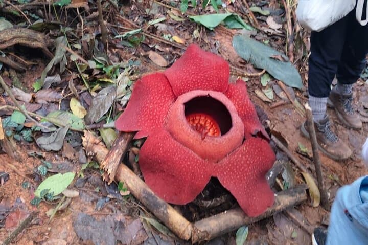 Cameron Highlands Rafflesia Explorer: Full-Day 4x4 Trek & BOH Tea Plantation photo 5