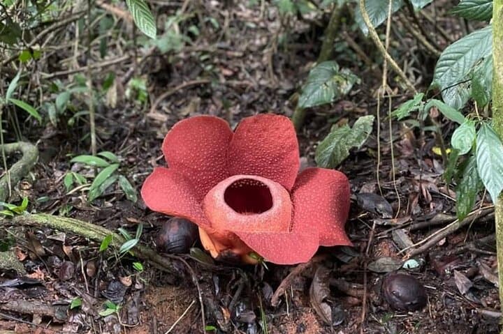 Cameron Highlands Rafflesia Explorer: Full-Day 4x4 Trek & BOH Tea Plantation photo 6