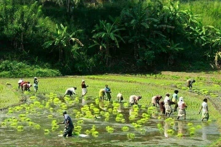 Hantana Pekoe Trail: Full-Day Tea Plantation Hike from Kandy photo 3