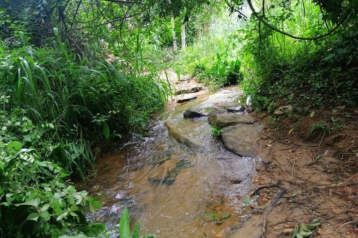 Hantana Pekoe Trail: Full-Day Tea Plantation Hike from Kandy photo 4