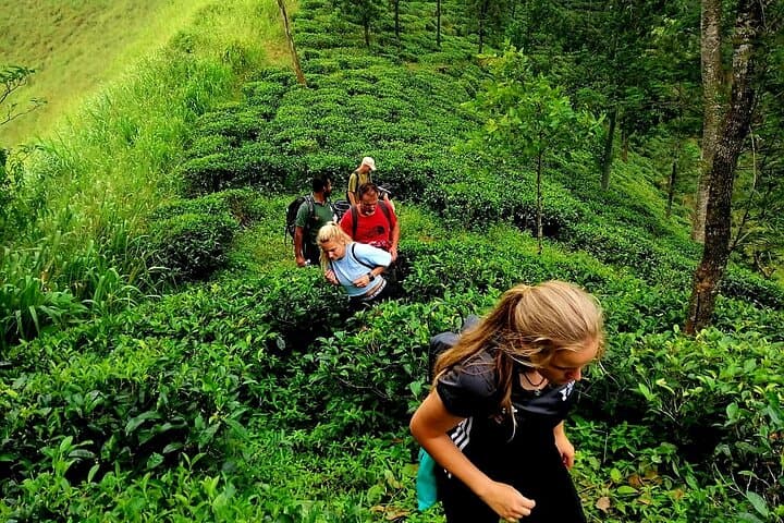Hantana Pekoe Trail: Full-Day Tea Plantation Hike from Kandy photo 2