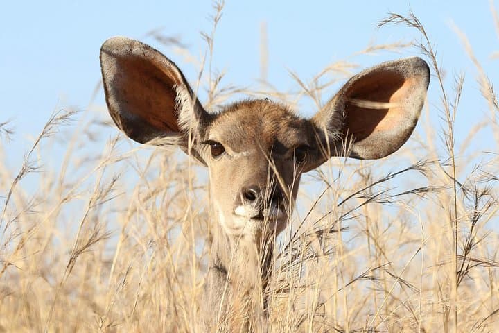 Walking Safari at Mosi-oa-Tunya: Up-Close Wildlife Walks from Livingstone photo 3