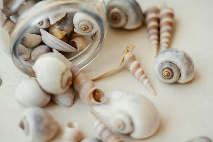 Hands-On Kittitian Crafts: Bush Tea, Basket Weaving & Shell Jewelry in Basseterre photo 4