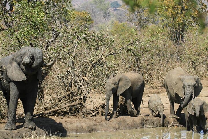 Sunset Game Drive on the Zambezi at Mosi-oa-Tunya photo 2