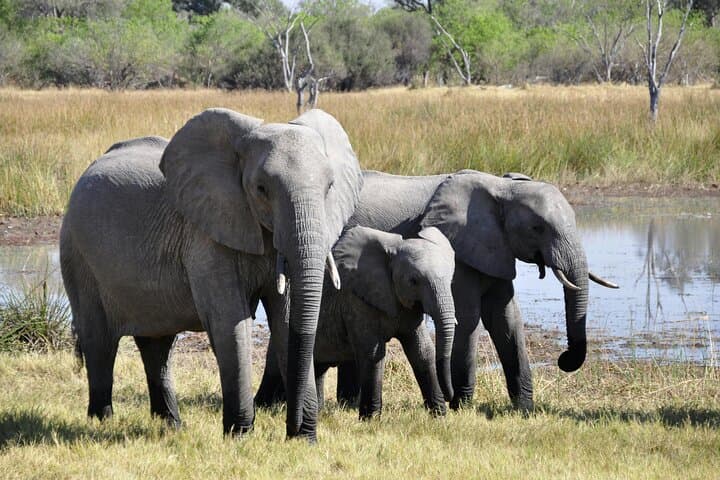 Sunset Game Drive on the Zambezi at Mosi-oa-Tunya photo 3