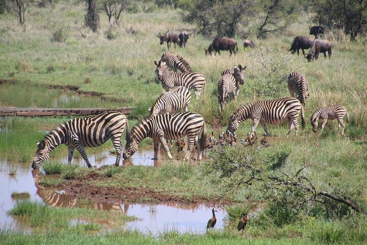Sunset Game Drive on the Zambezi at Mosi-oa-Tunya photo 4
