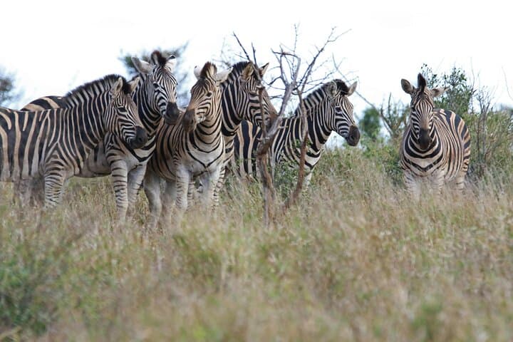 Sunset Game Drive on the Zambezi at Mosi-oa-Tunya photo 5