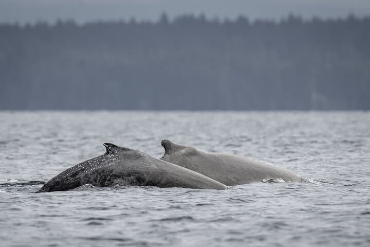 Campbell River Whale Watching: Private Tours to Orcas & Humpbacks photo 6