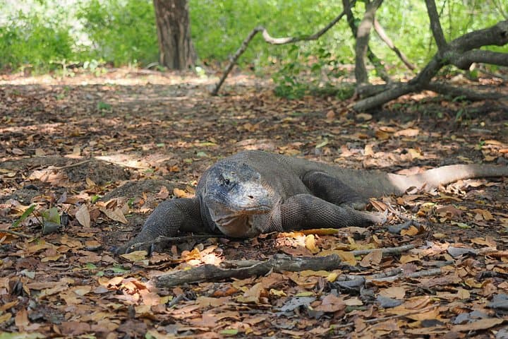 Komodo National Park 3-Day Luxury Pinisi Sailing Adventure from Labuan Bajo photo 2