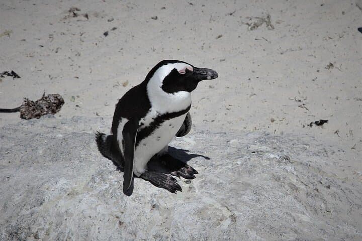 Cape Peninsula Full-Day Tour — Chapman’s Peak, Cape Point & Penguin Colony photo 5