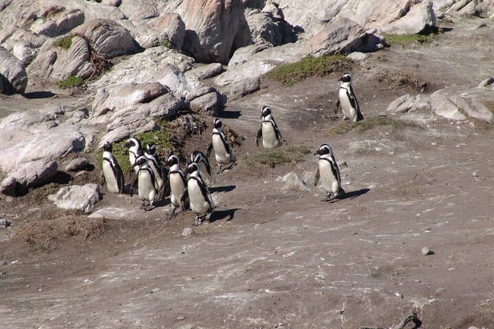Cape Town to Hermanus Whale Watching: Full-Day Catamaran Experience photo 4
