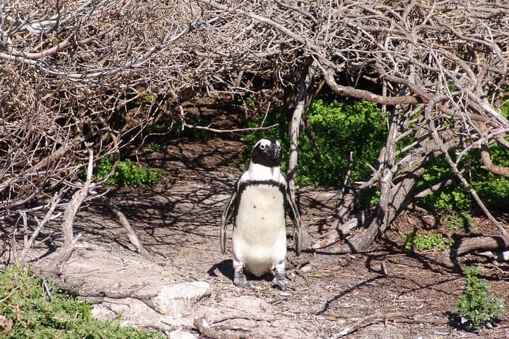Cape Town to Hermanus Whale Watching: Full-Day Catamaran Experience photo 5