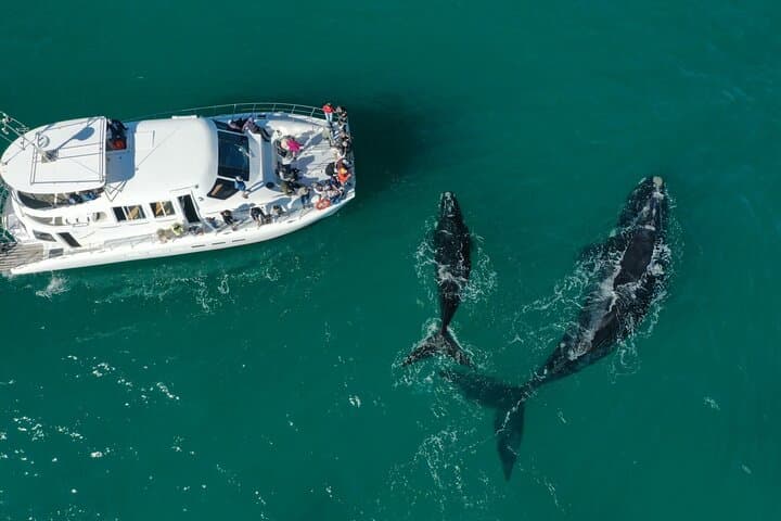 Cape Town to Hermanus Whale Watching: Full-Day Catamaran Experience photo 2