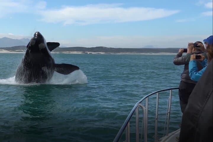 Cape Town to Hermanus Whale Watching: Full-Day Catamaran Experience photo 6