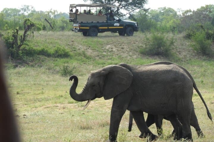 One-Day Guided Safari in Kruger National Park: Big Five Day Trip from Orpen photo 3