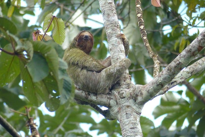 Sloth Encounter and Rio Celeste Rainforest Adventure from Liberia photo 4