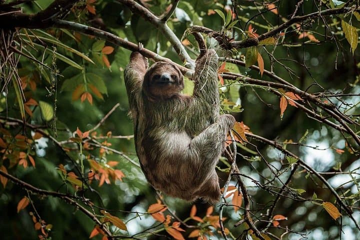 Sloth Encounter and Rio Celeste Rainforest Adventure from Liberia photo 5