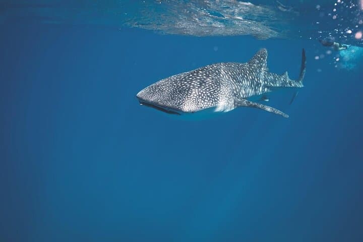 Swim with Whale Sharks in La Paz: Responsible Guided Snorkel Trip photo 3
