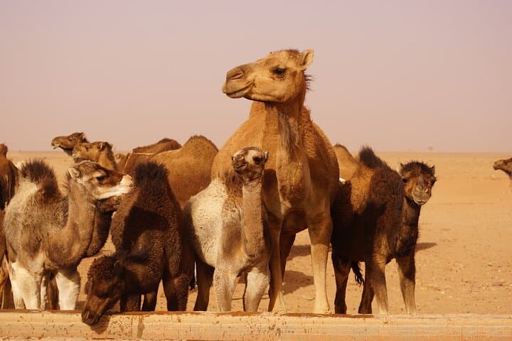Sahara to Ouzoud: 5-Day Desert & Waterfalls Adventure from Marrakech photo 2