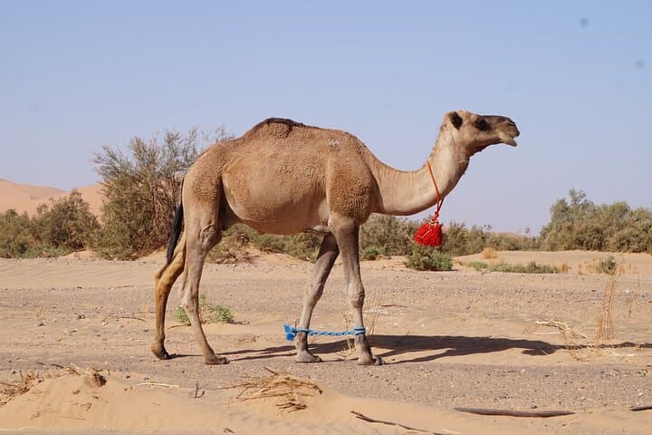Sahara to Ouzoud: 5-Day Desert & Waterfalls Adventure from Marrakech photo 4