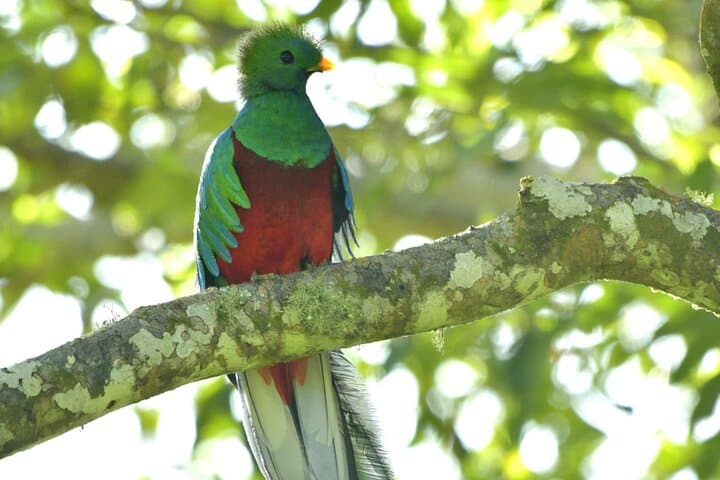 Quetzal Quest: Cloud-Forest Birdwatching from Santiago Atitlán