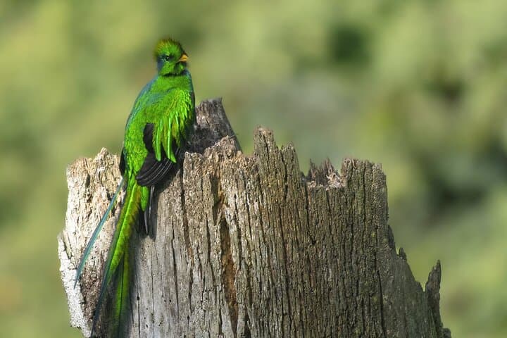 Quetzal Quest: Cloud-Forest Birdwatching from Santiago Atitlán photo 2
