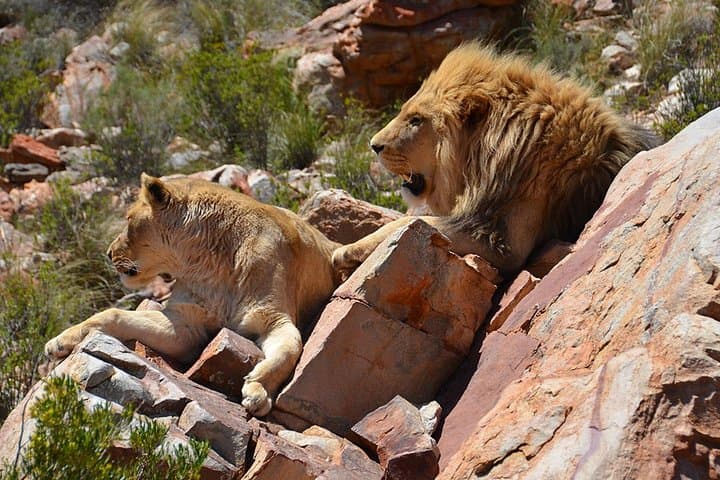 Aquila Big 5 Safari with Fairview Wine Tasting — Day Trip from Cape Town photo 2