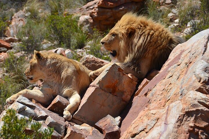 Sunset Big 5 Safari at Aquila — Cape Town Safari with Wine Tasting photo 2
