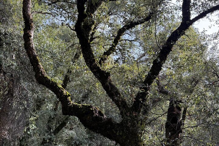 Self-Guided Yosemite Valley Walking Tour with Expert Audio Guide photo 5