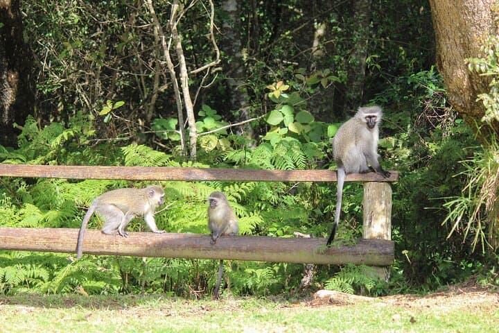 Private Shore Tour: Monkeyland & Puerto Plata Highlights from Amber Cove photo 5
