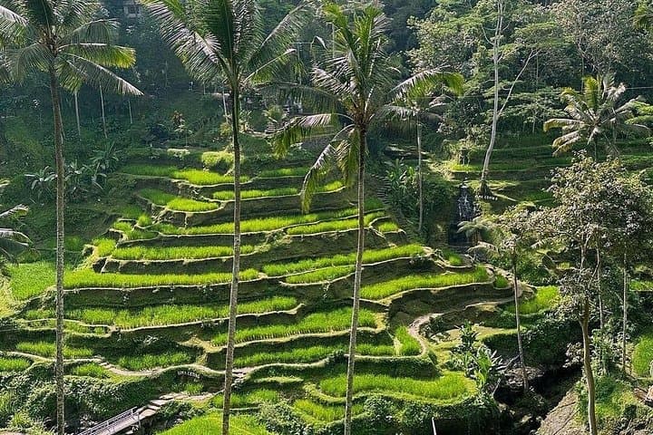 Full-Day Ubud: Sacred Monkey Forest, Tirta Empul & Tegalalang Rice Terrace Tour photo 3