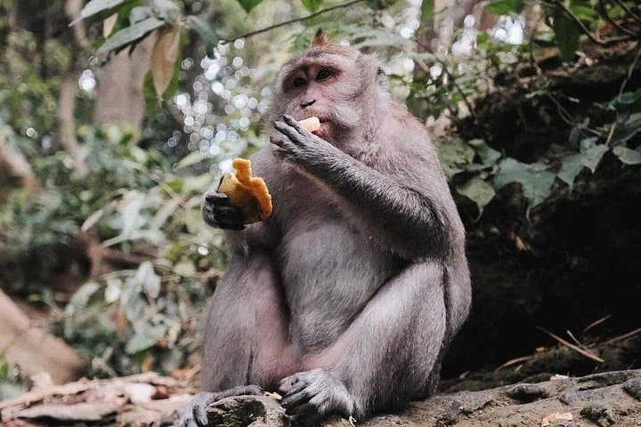 Full-Day Ubud: Sacred Monkey Forest, Tirta Empul & Tegalalang Rice Terrace Tour photo 4