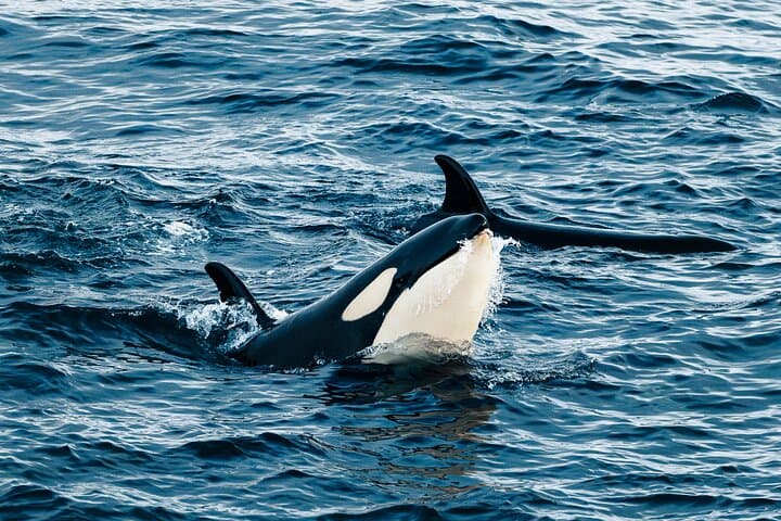 24-Hour Northern Lights and Whale Watching Cruise from Tromsø photo 5